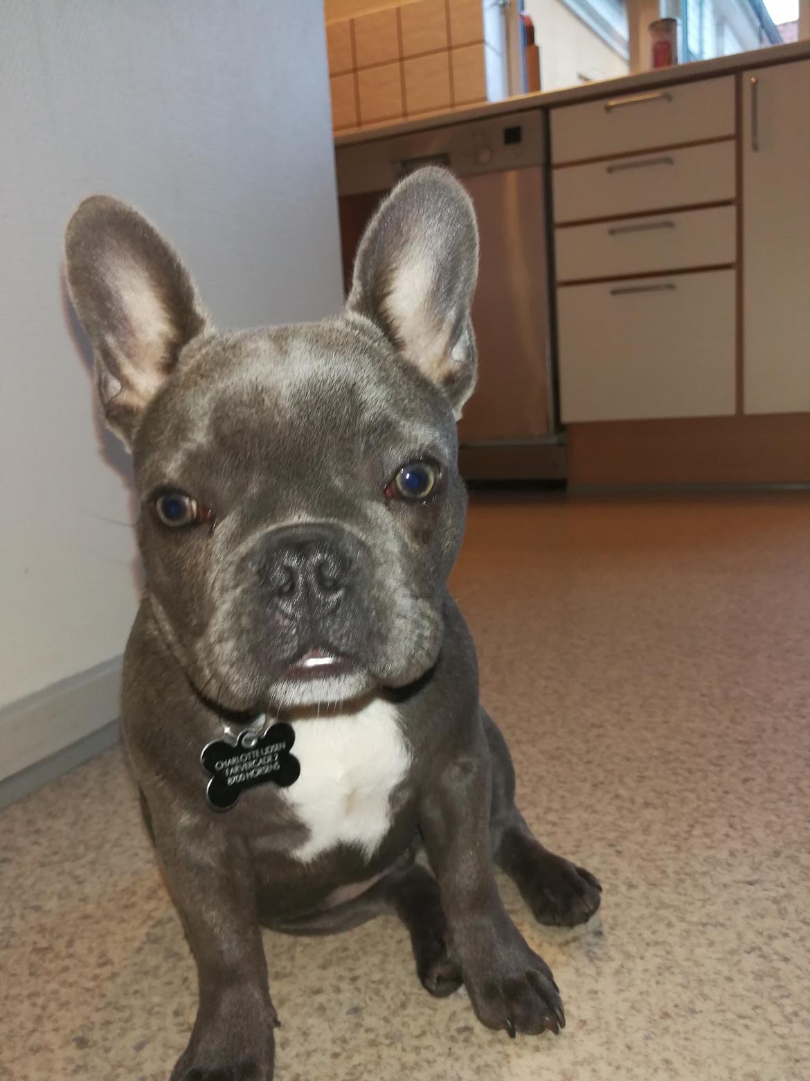 Fransk bulldog Kurt billede 10