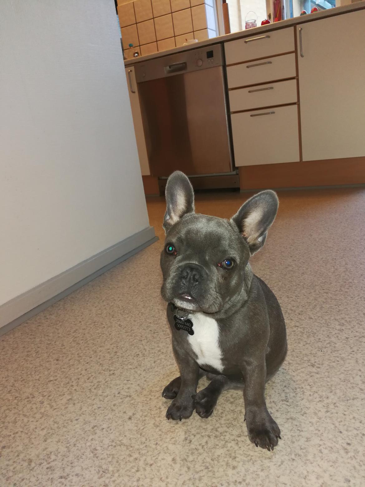 Fransk bulldog Kurt billede 13