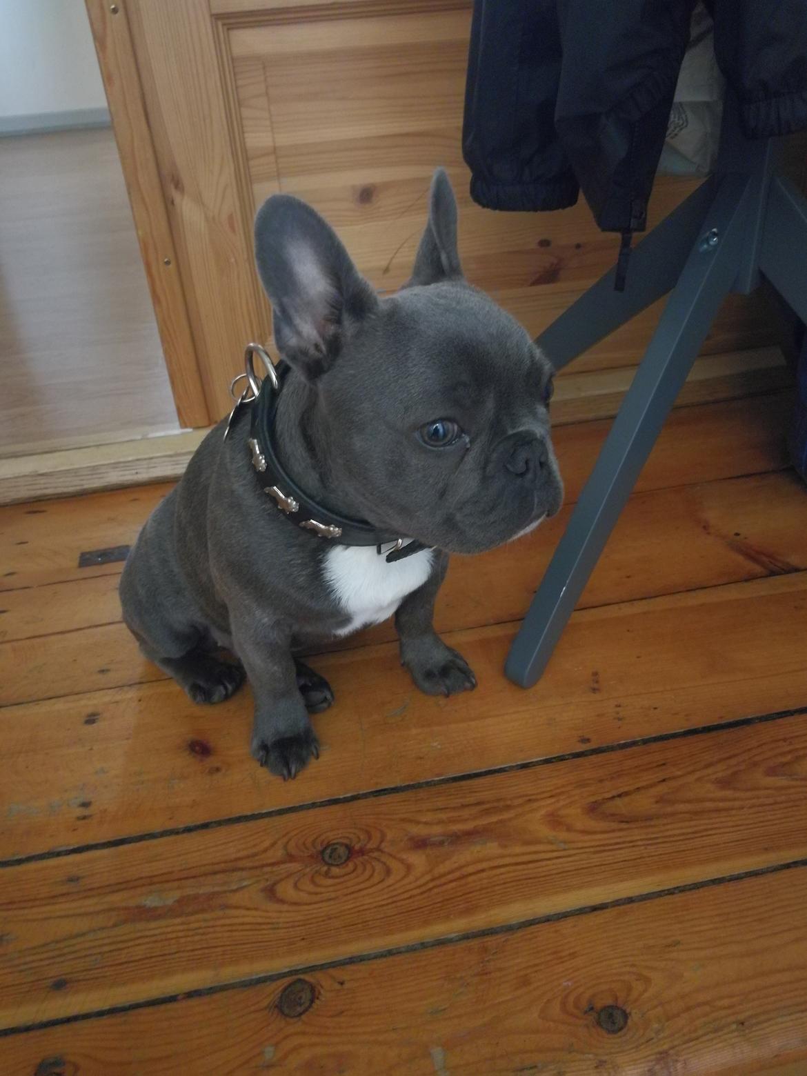 Fransk bulldog Kurt billede 3