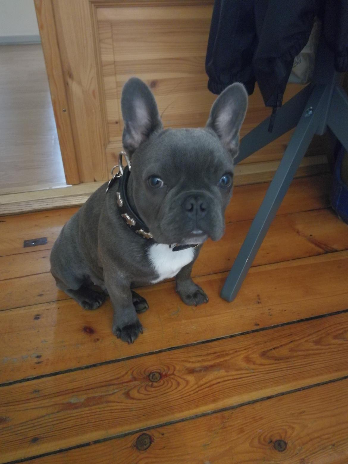 Fransk bulldog Kurt billede 8