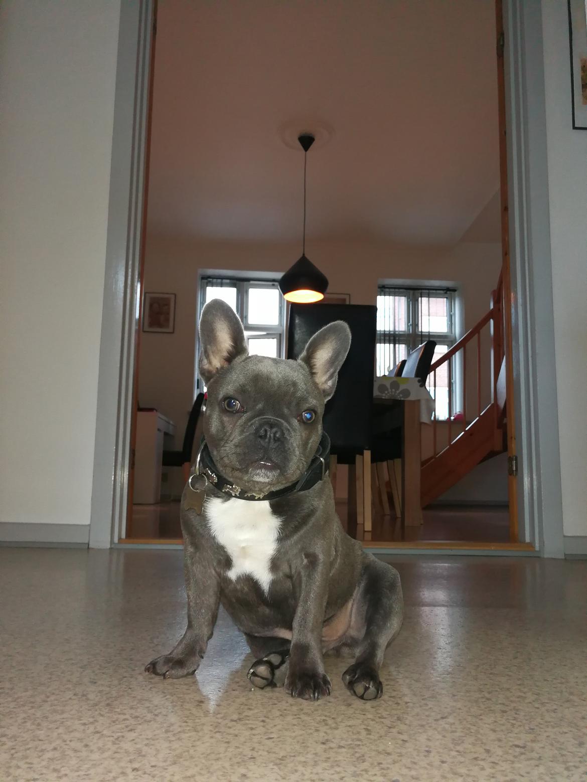 Fransk bulldog Kurt billede 9