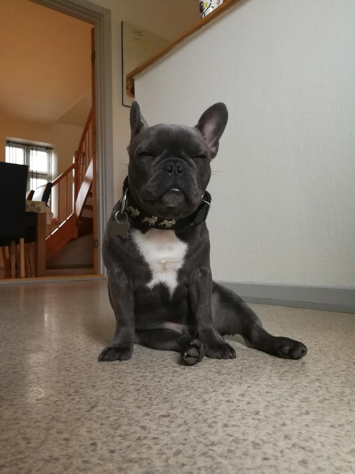 Fransk bulldog Kurt billede 2