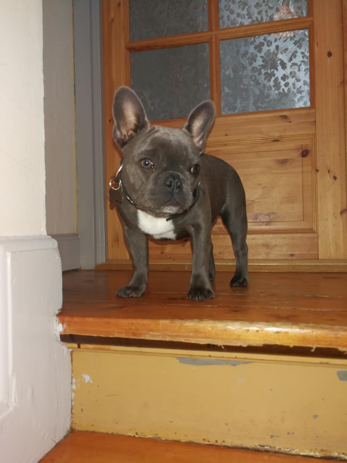 Fransk bulldog Kurt billede 6