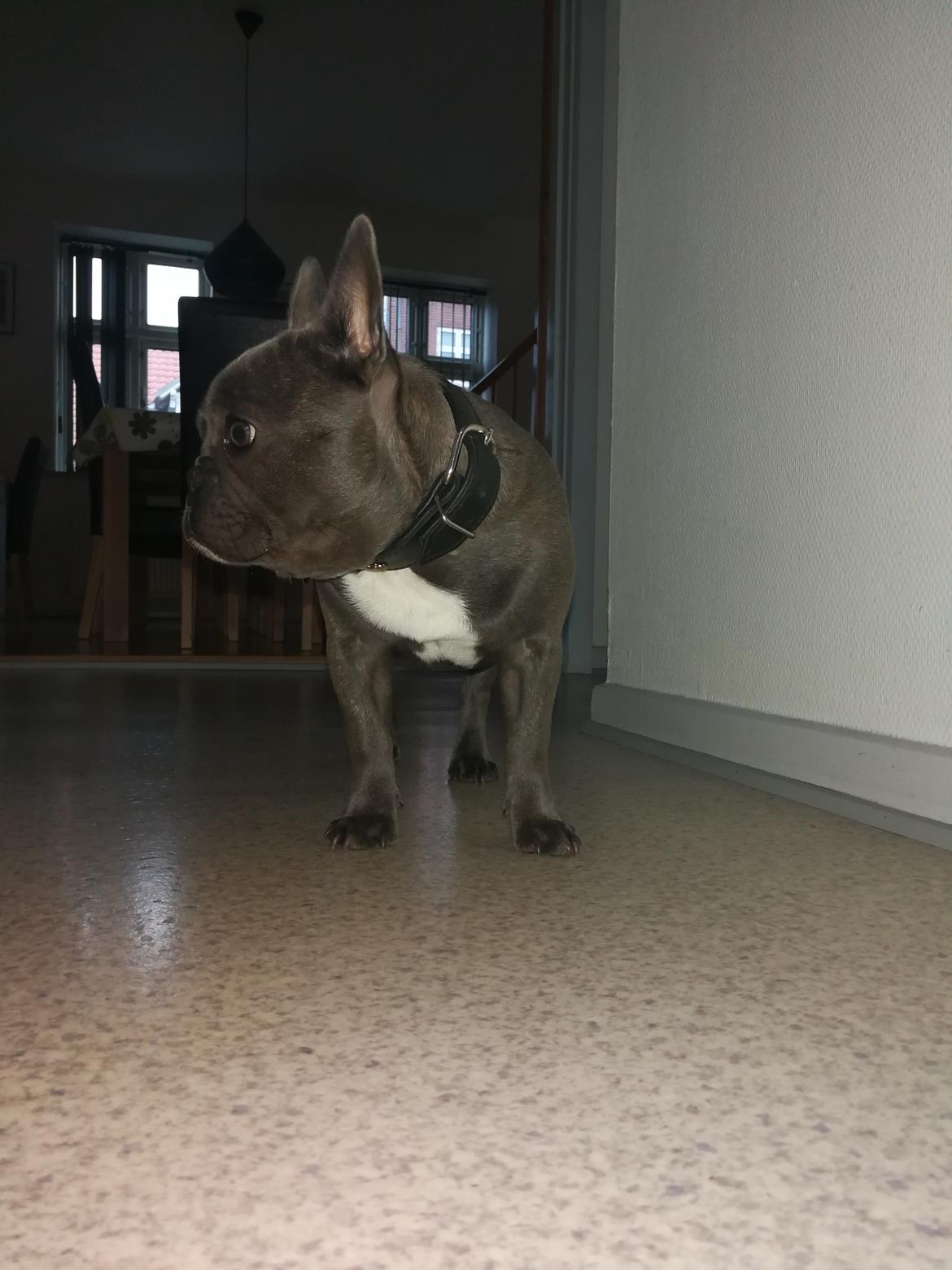 Fransk bulldog Kurt billede 7