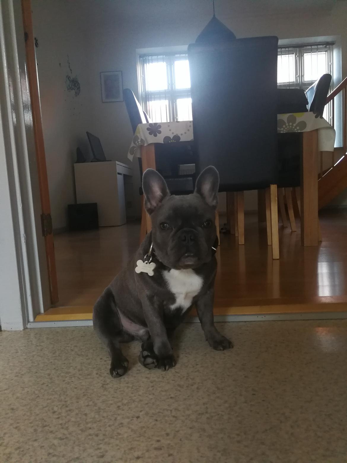 Fransk bulldog Kurt billede 5