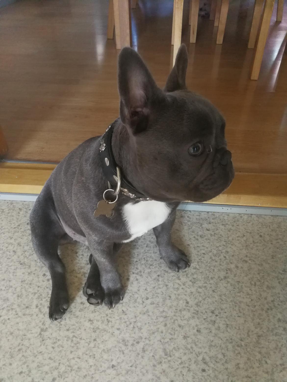 Fransk bulldog Kurt billede 4