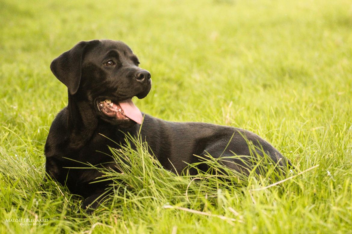 Blanding af racer Gaston *Himmelhund* billede 1