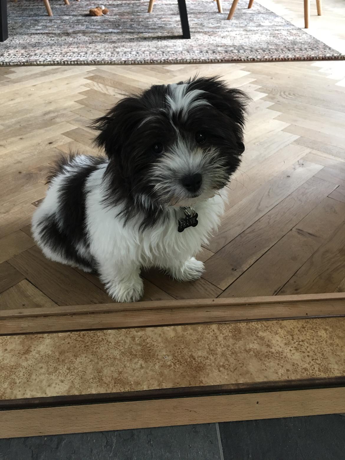 Bichon havanais Frank billede 1