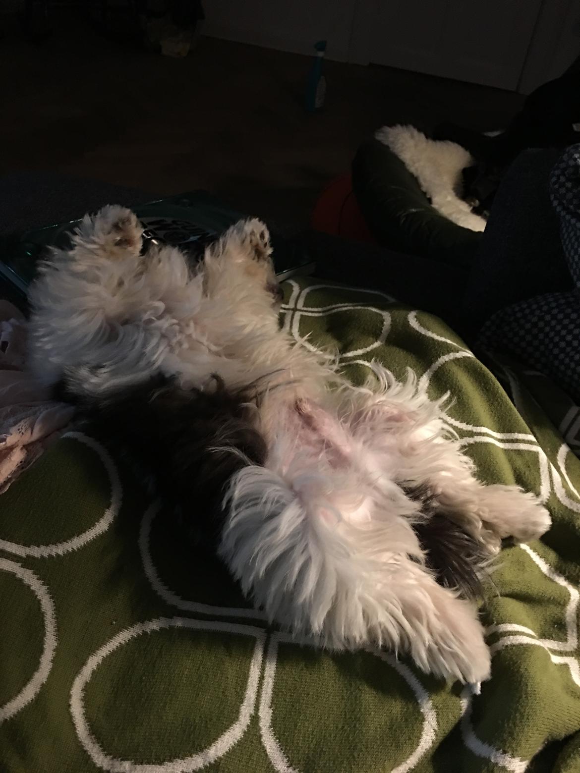 Bichon havanais Frank billede 2