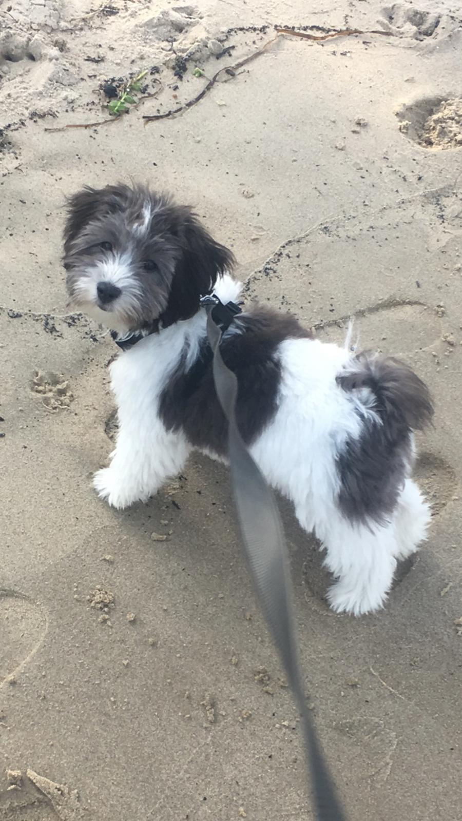 Bichon havanais Frank billede 3