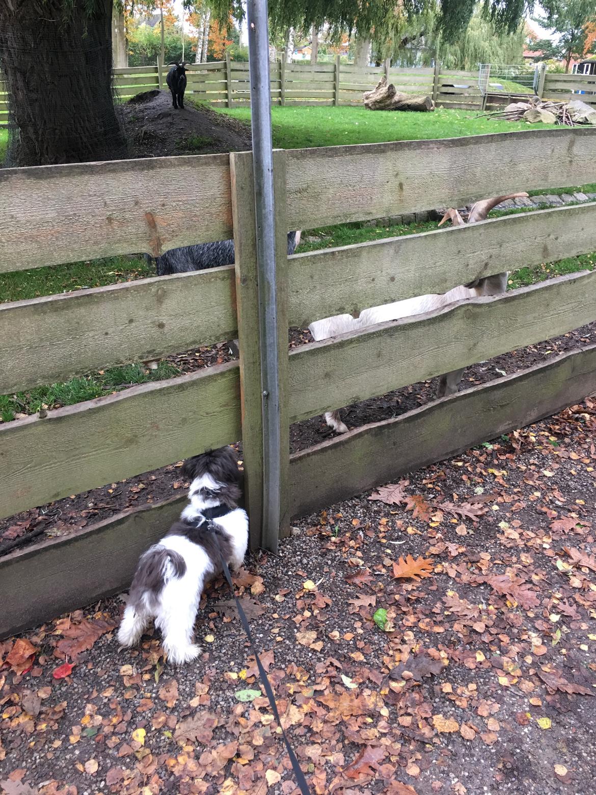 Bichon havanais Frank billede 4