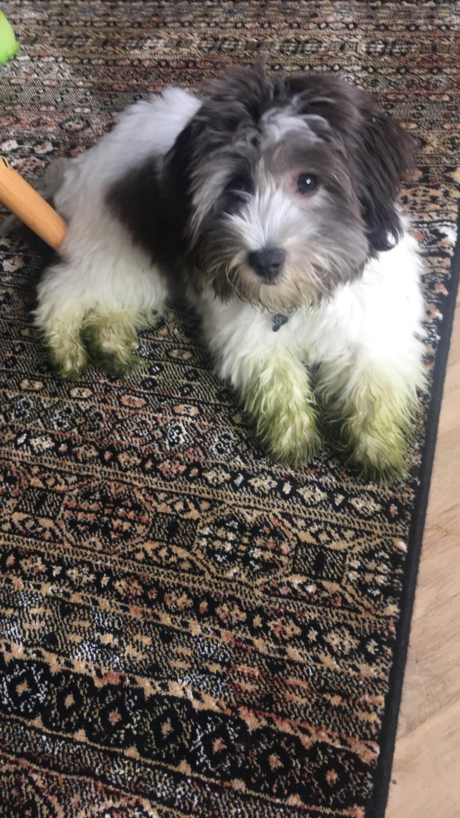 Bichon havanais Frank billede 5