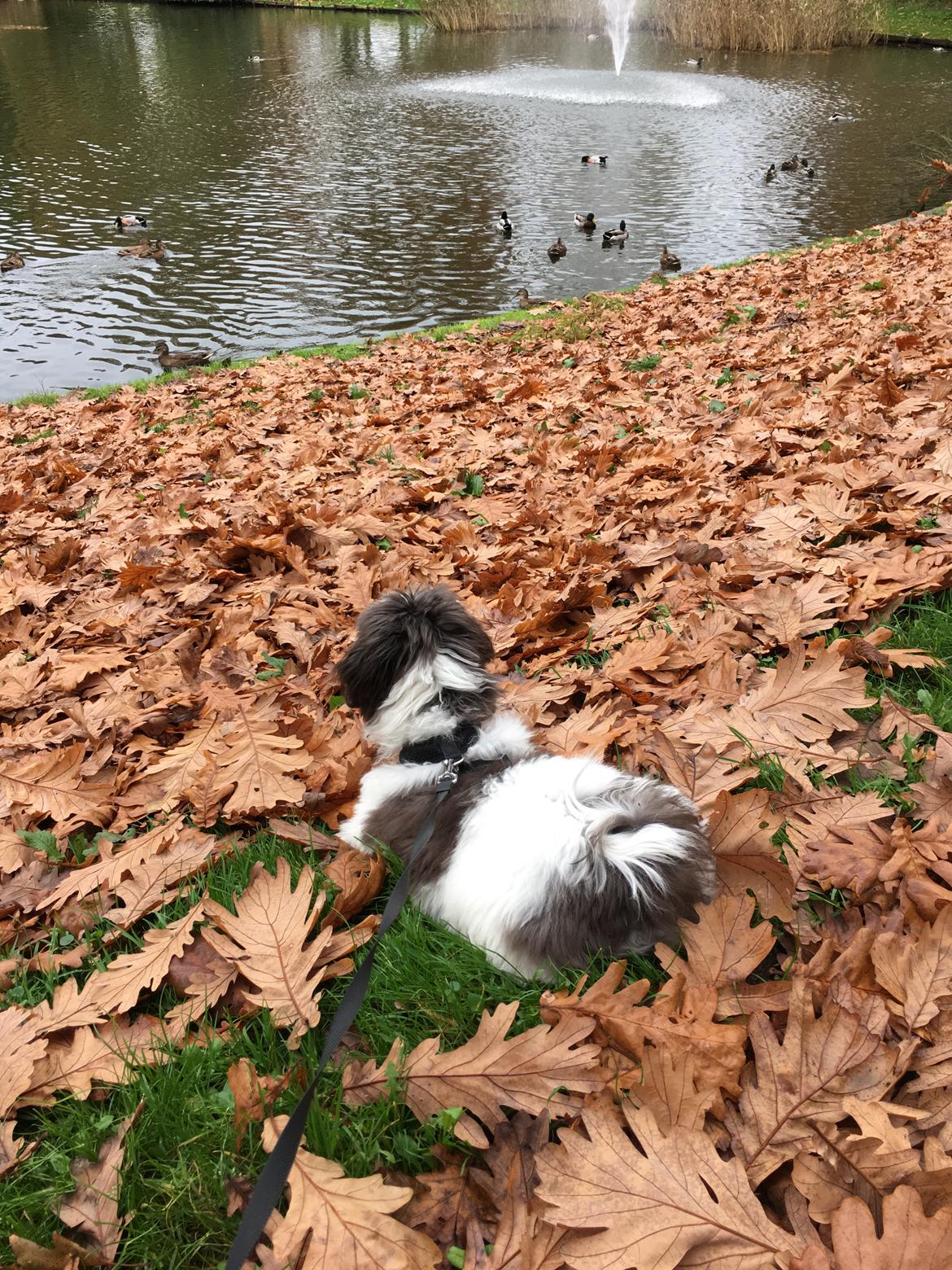 Bichon havanais Frank billede 6