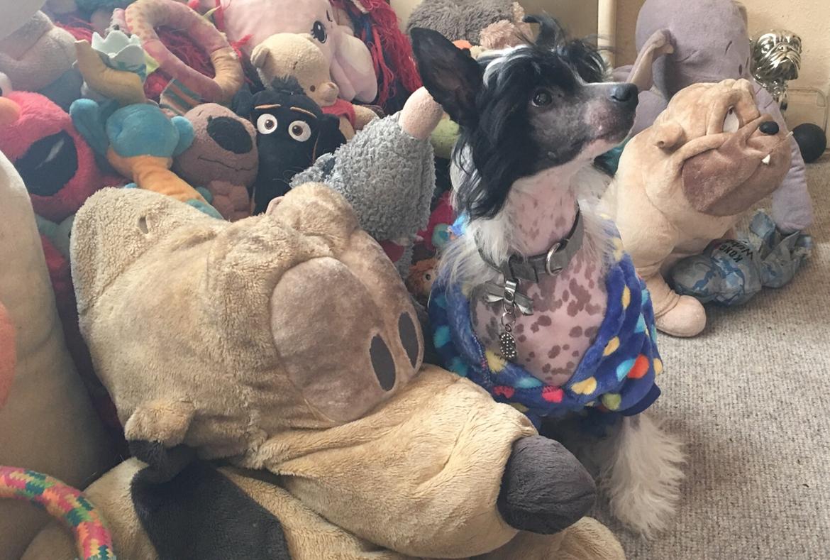 Chinese crested hårløs Jax billede 11