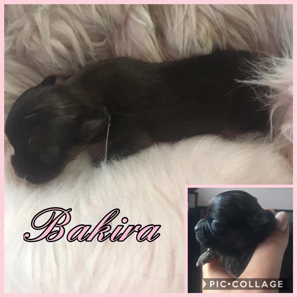 Chihuahua Bakira a little beautiful princess billede 3