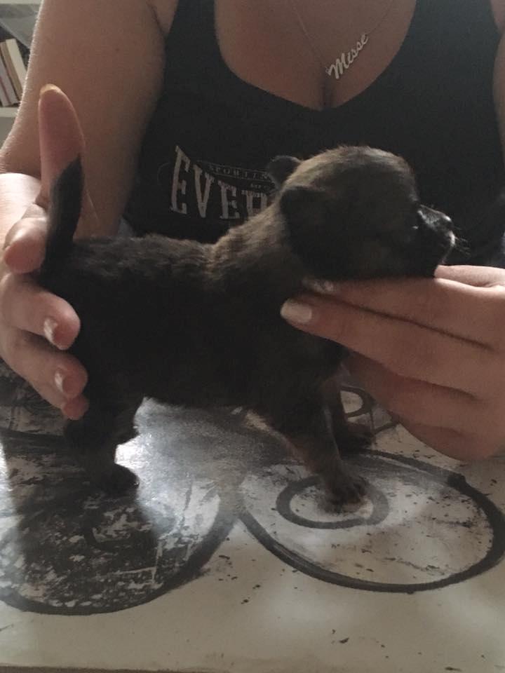 Chihuahua Bakira a little beautiful princess billede 4