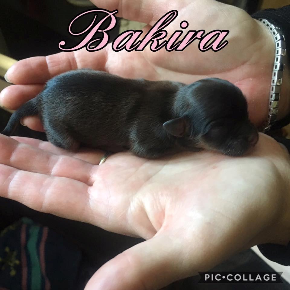 Chihuahua Bakira a little beautiful princess billede 2