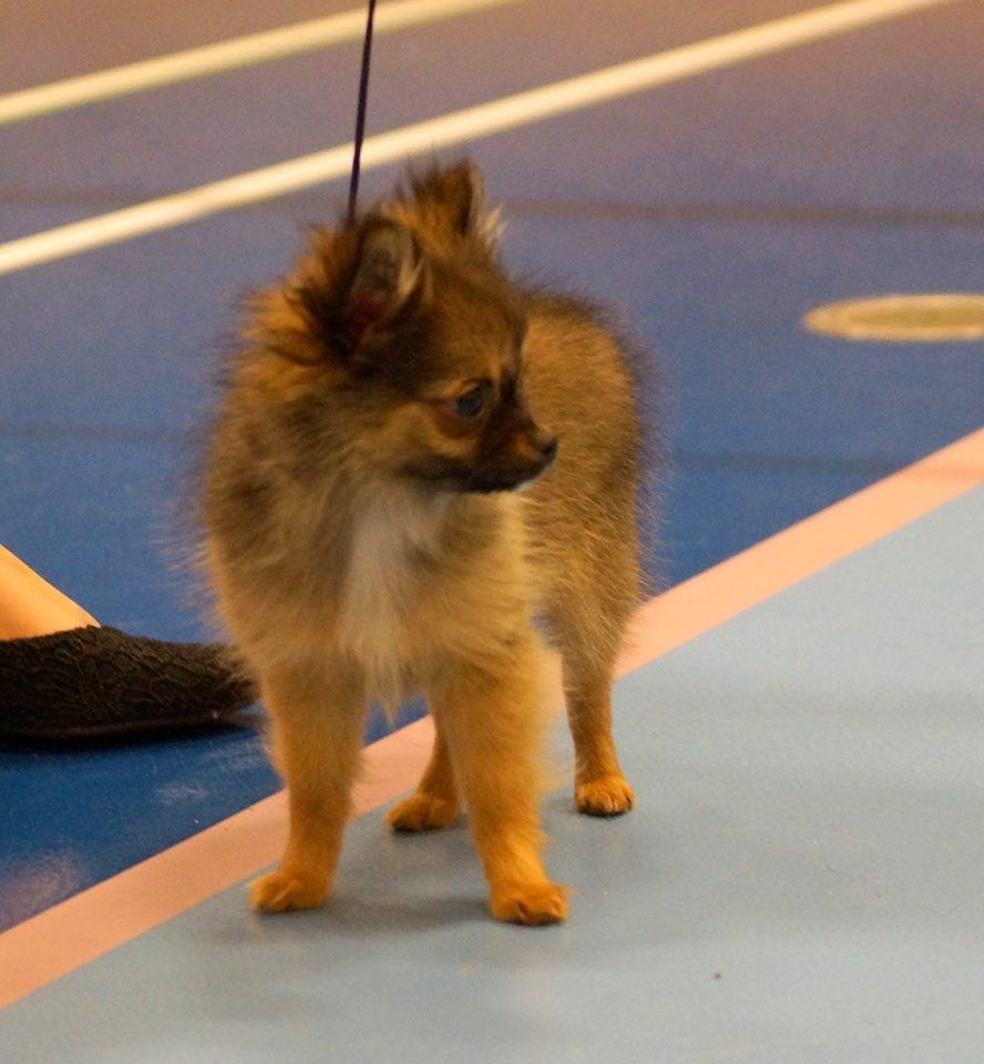 Chihuahua Bakira a little beautiful princess billede 8