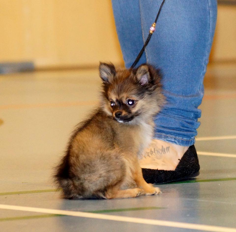 Chihuahua Bakira a little beautiful princess billede 7