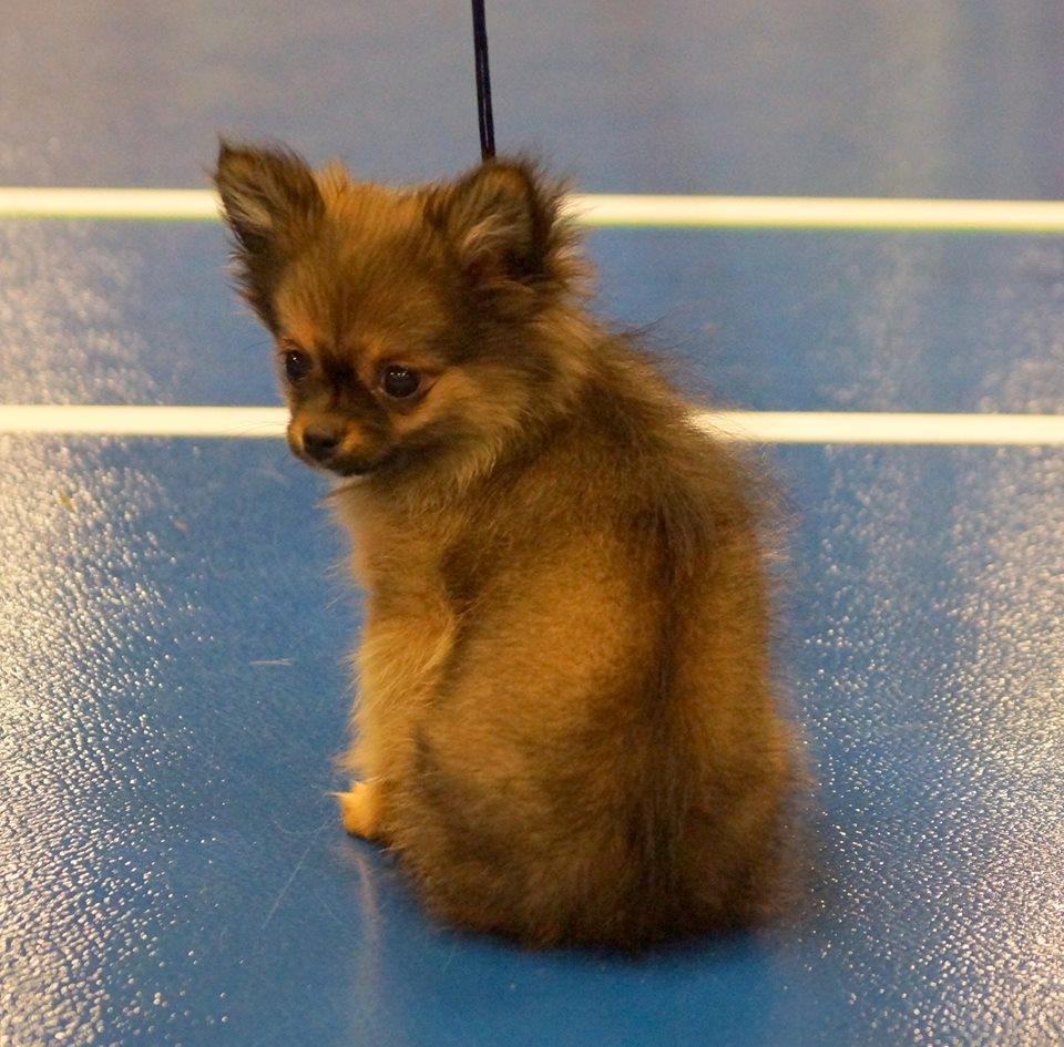 Chihuahua Bakira a little beautiful princess billede 9