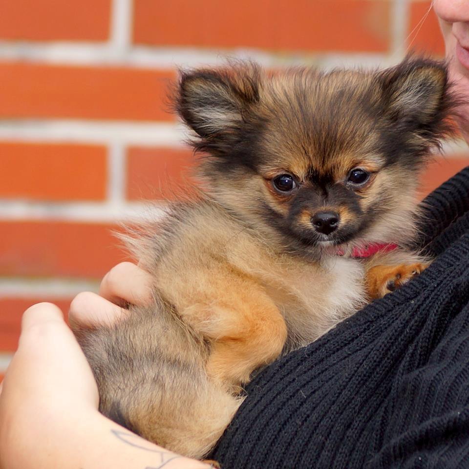 Chihuahua Bakira a little beautiful princess billede 5