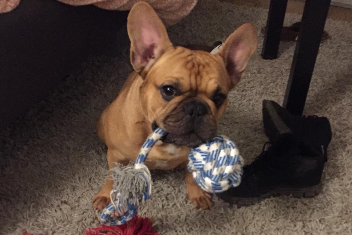 Fransk bulldog Wiufgaards Enzo billede 20