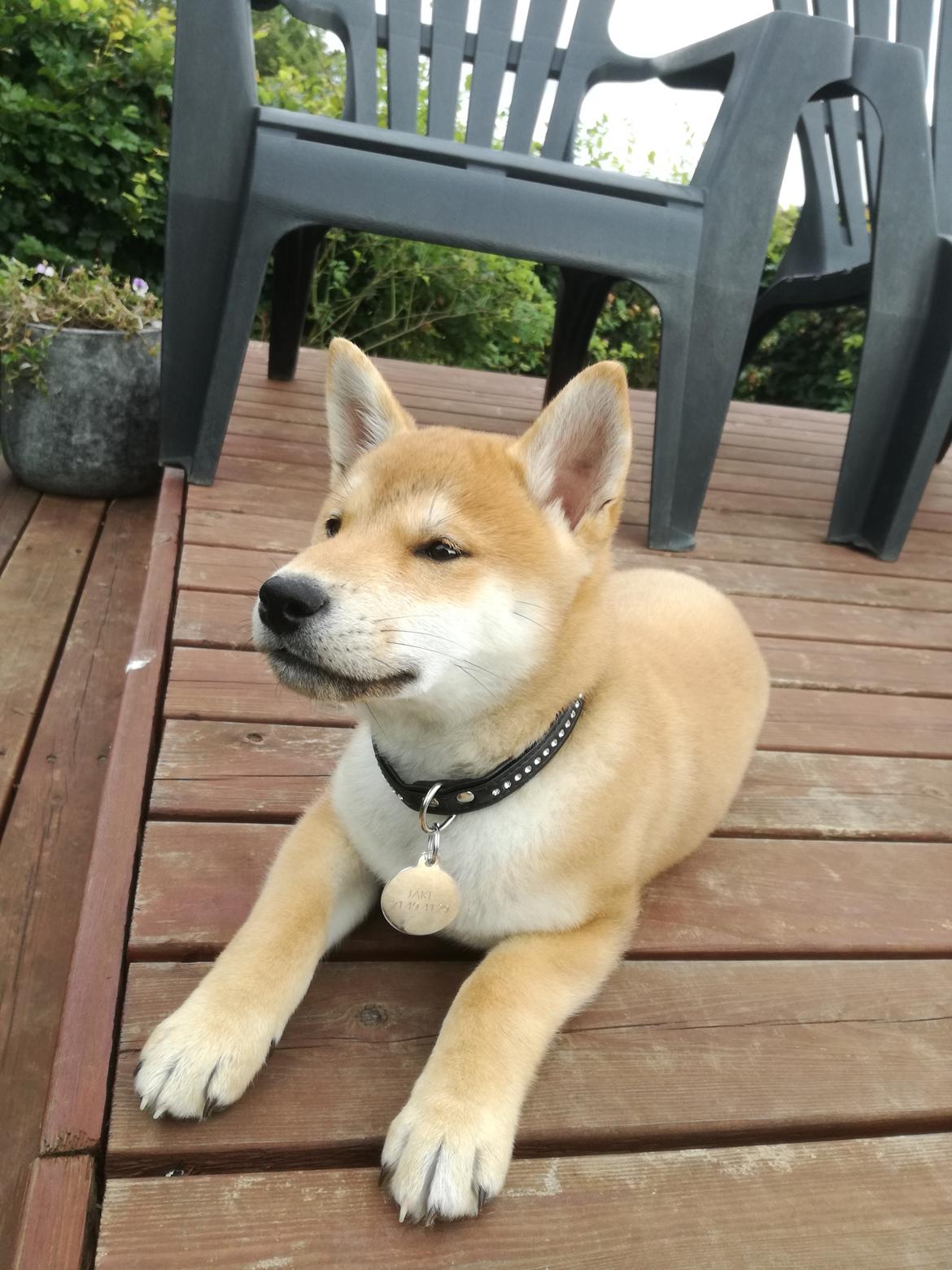 Shiba Jake billede 1