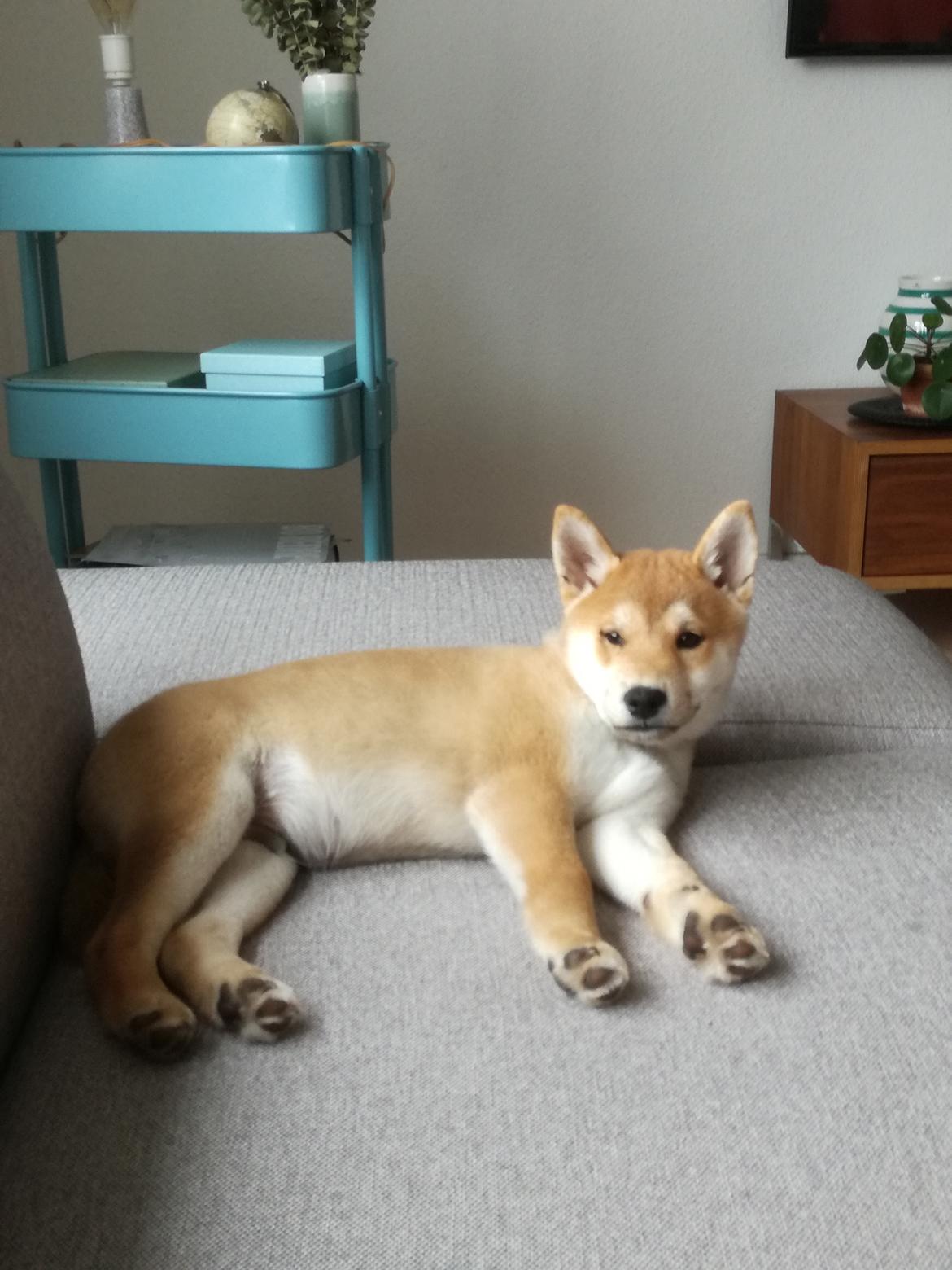 Shiba Jake billede 2