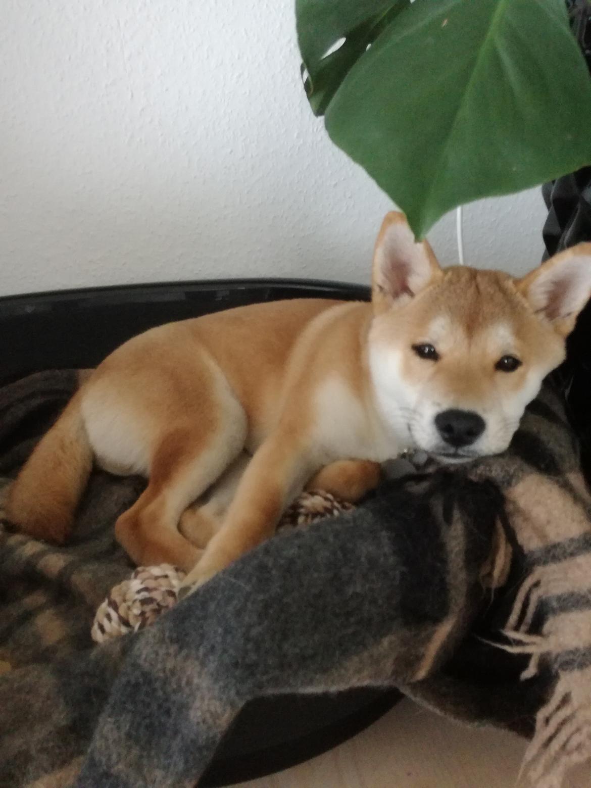 Shiba Jake billede 3