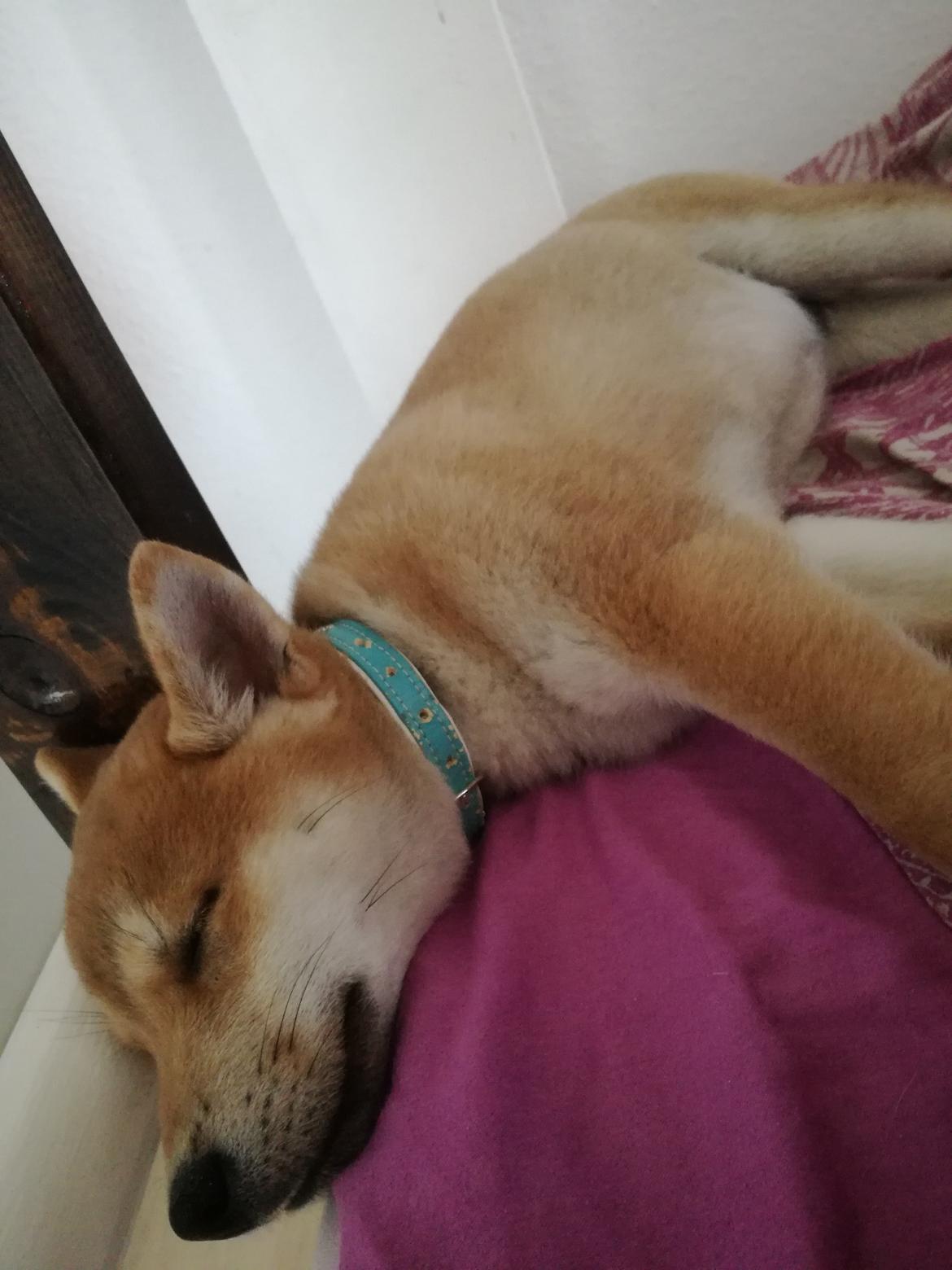 Shiba Jake billede 4