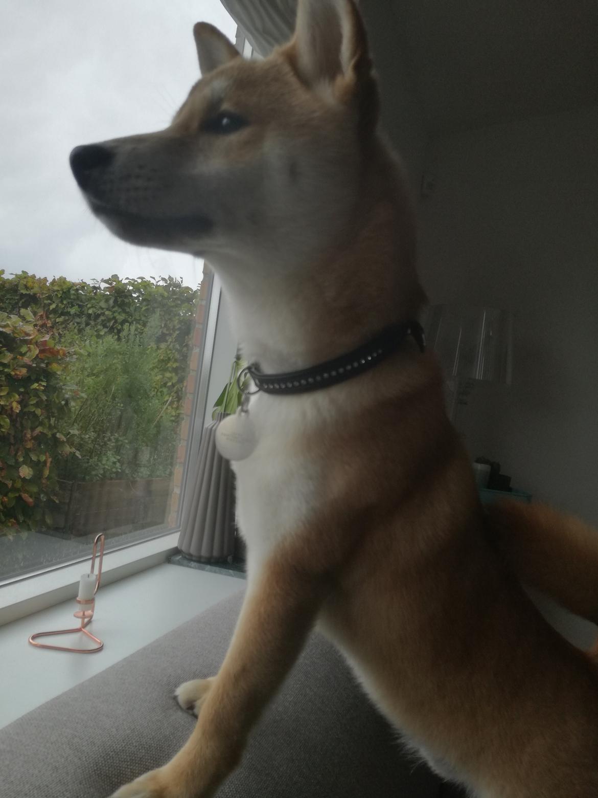 Shiba Jake billede 5