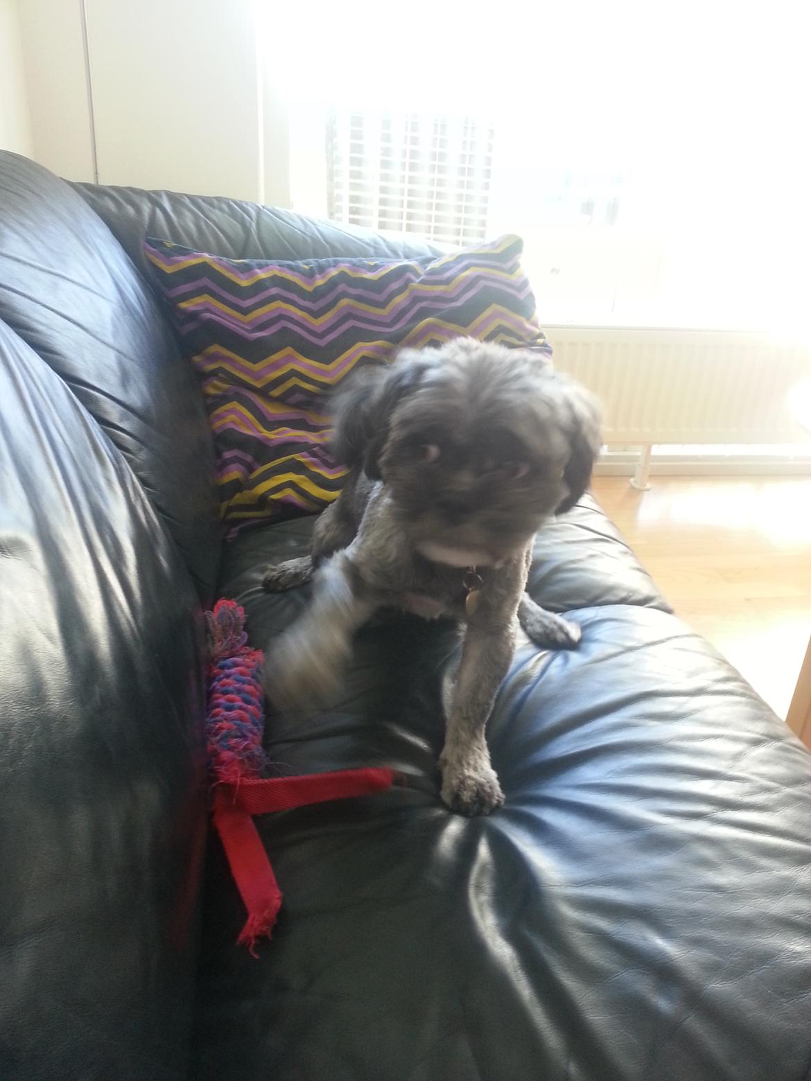 Blanding af racer Arthur billede 1