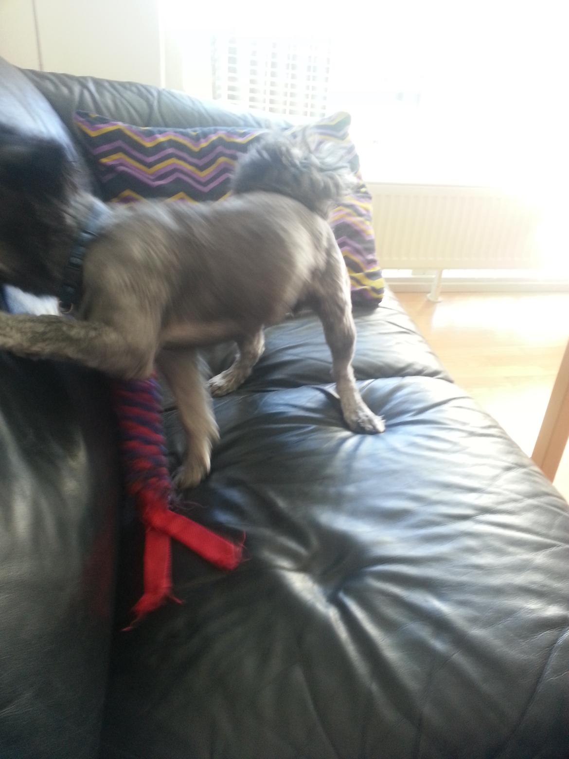 Blanding af racer Arthur billede 2