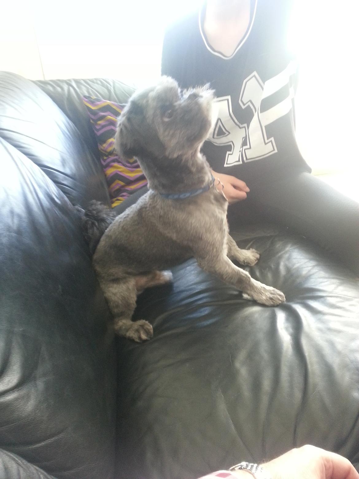 Blanding af racer Arthur billede 4