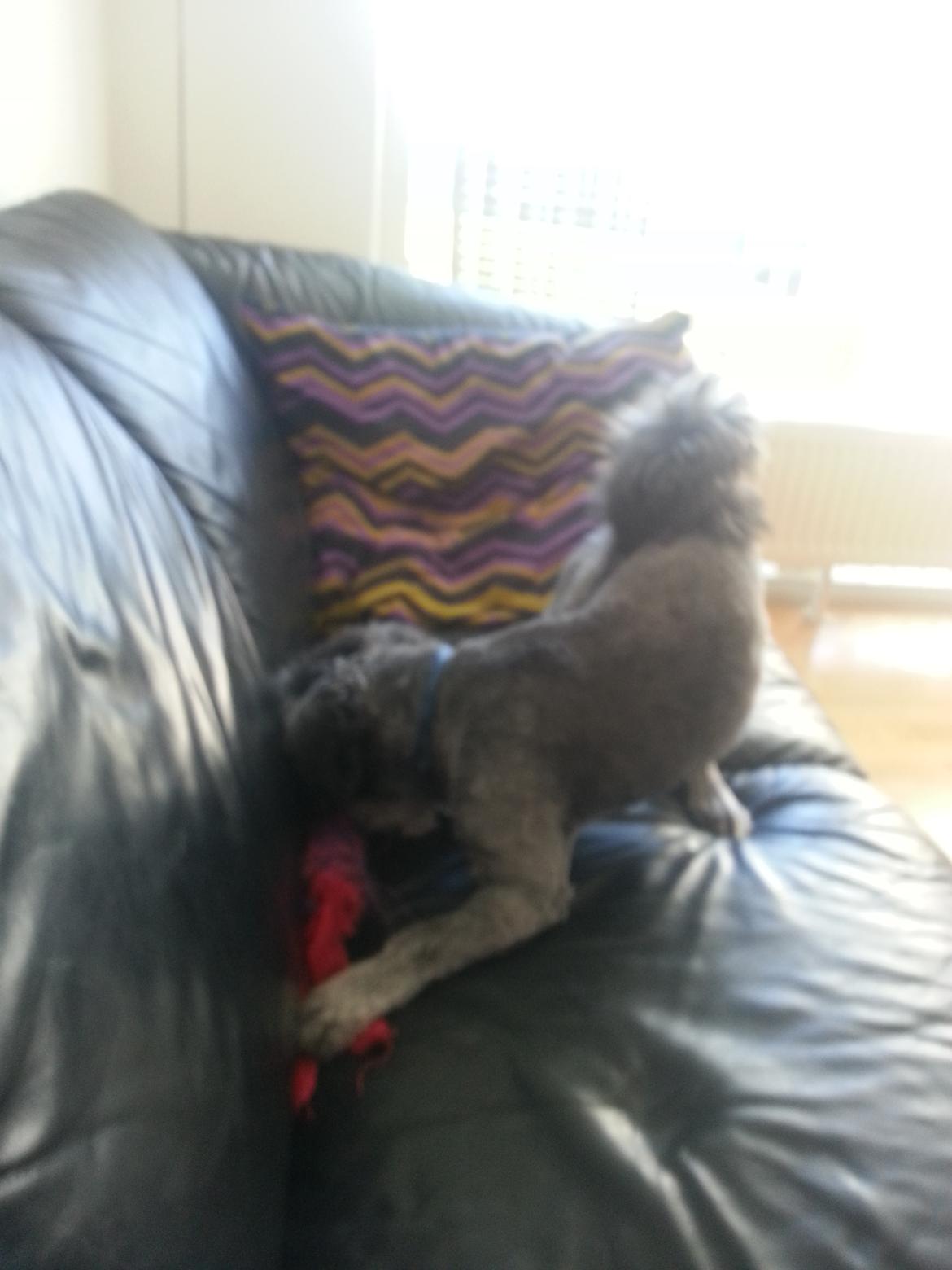 Blanding af racer Arthur billede 3