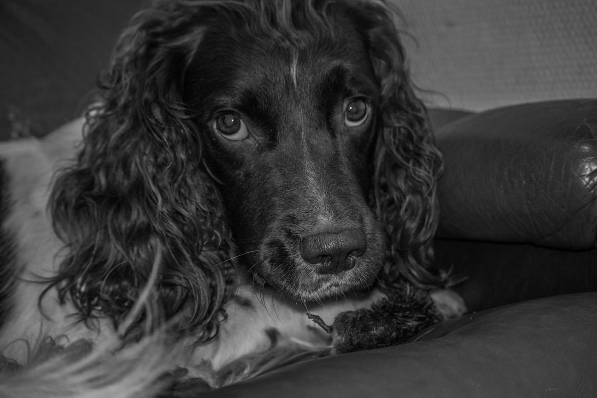 Engelsk springer spaniel Tjalfe billede 7