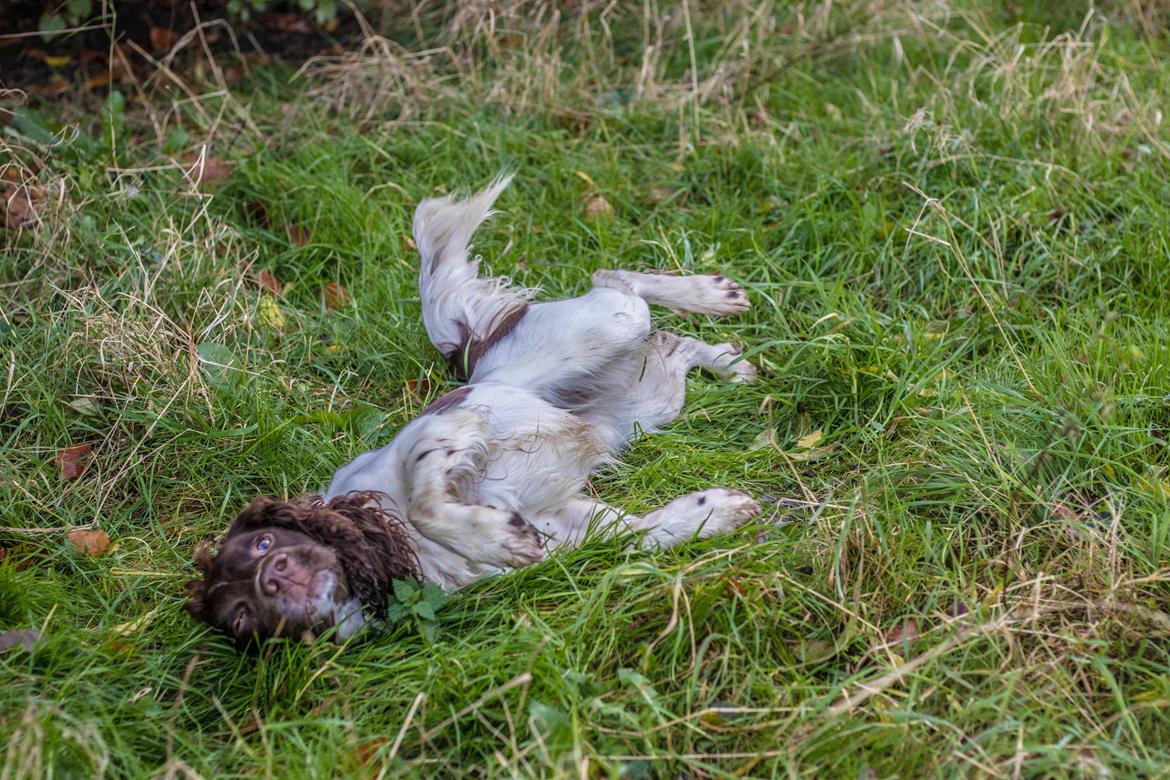 Engelsk springer spaniel Tjalfe billede 9