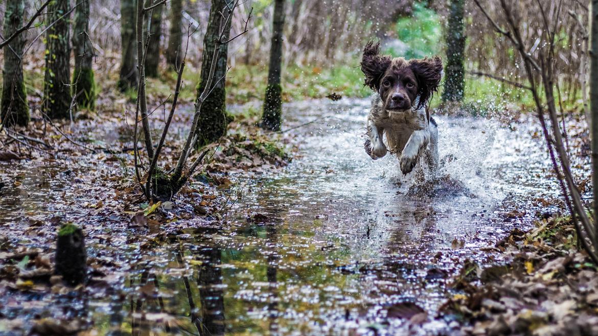 Engelsk springer spaniel Tjalfe billede 10