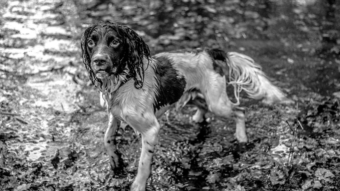 Engelsk springer spaniel Tjalfe billede 11