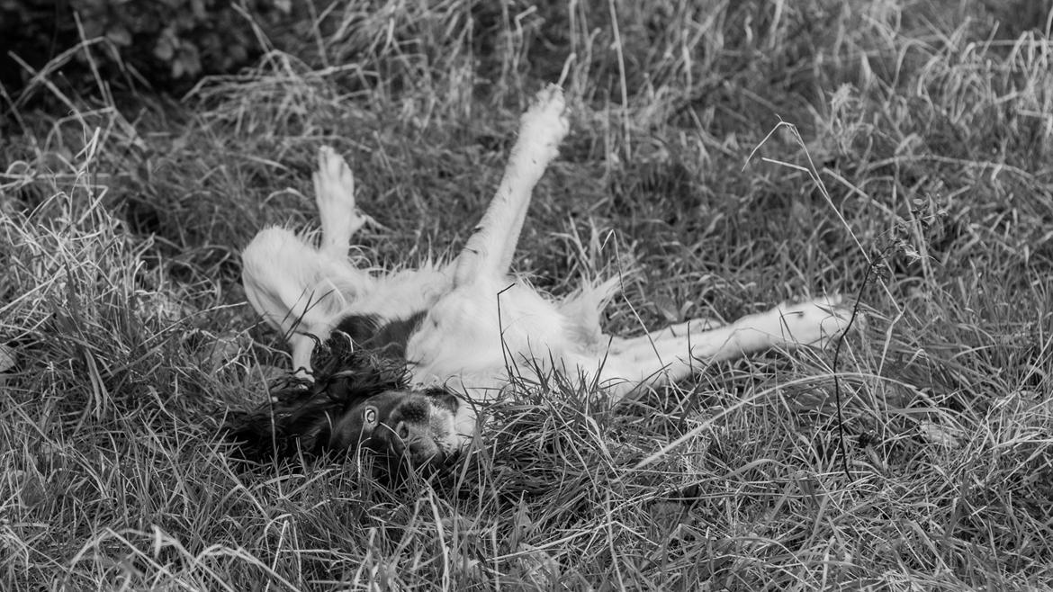 Engelsk springer spaniel Tjalfe billede 8