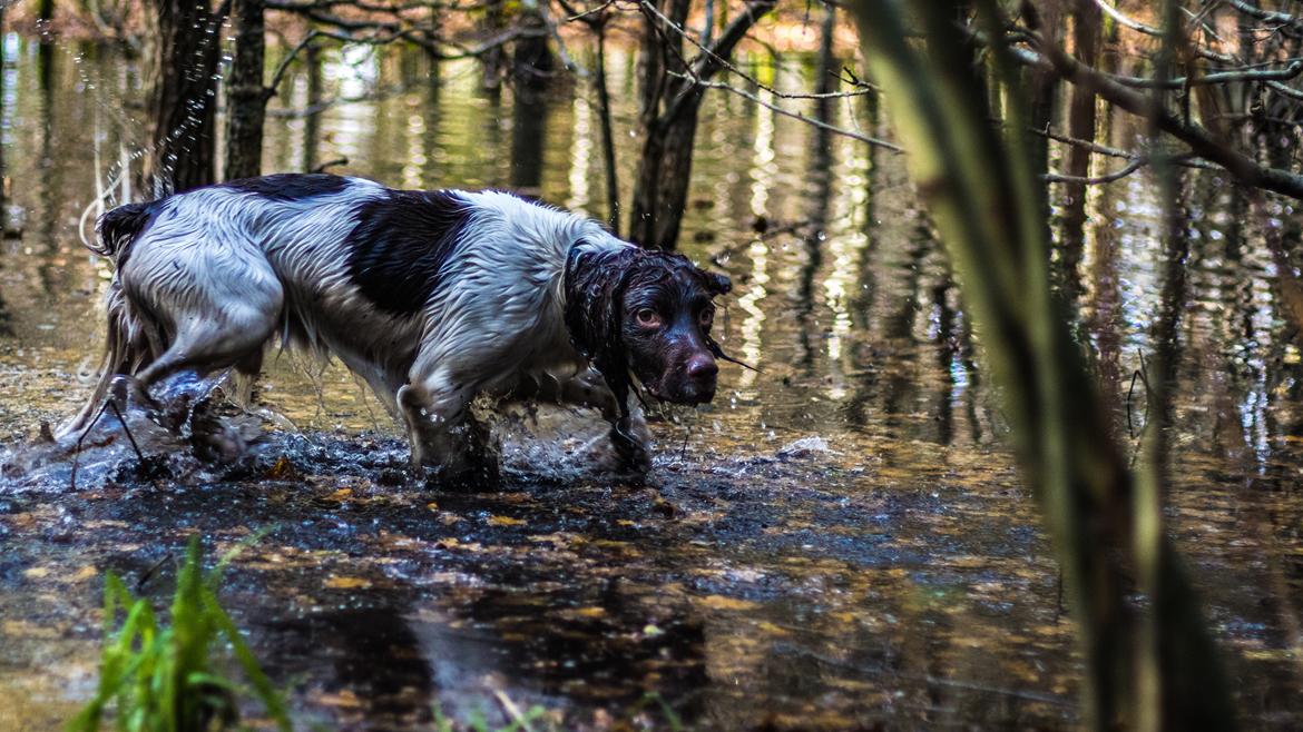 Engelsk springer spaniel Tjalfe billede 13