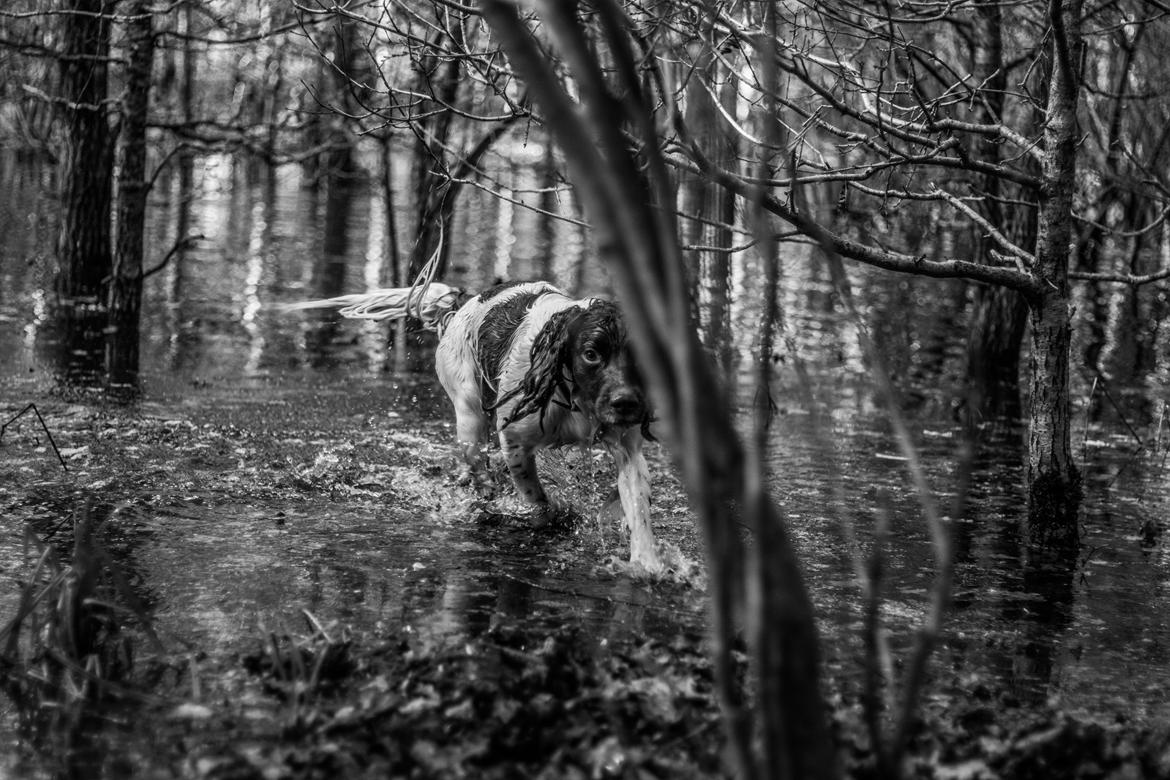 Engelsk springer spaniel Tjalfe billede 14