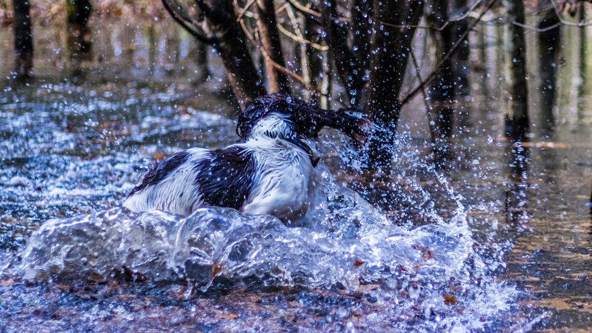 Engelsk springer spaniel Tjalfe billede 15