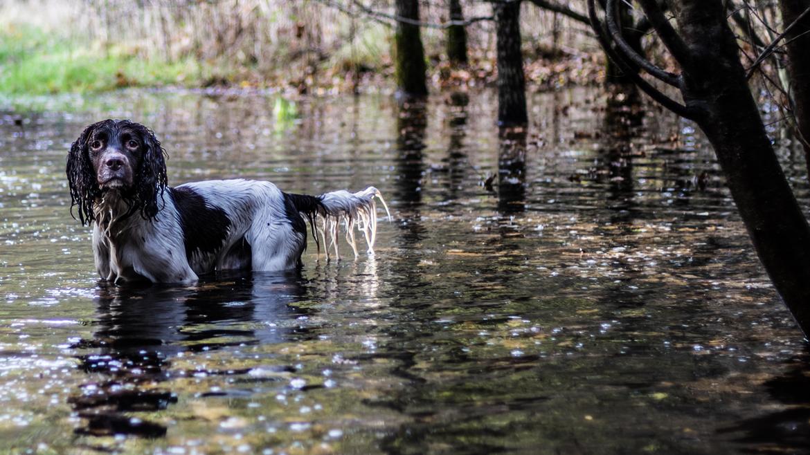 Engelsk springer spaniel Tjalfe billede 16