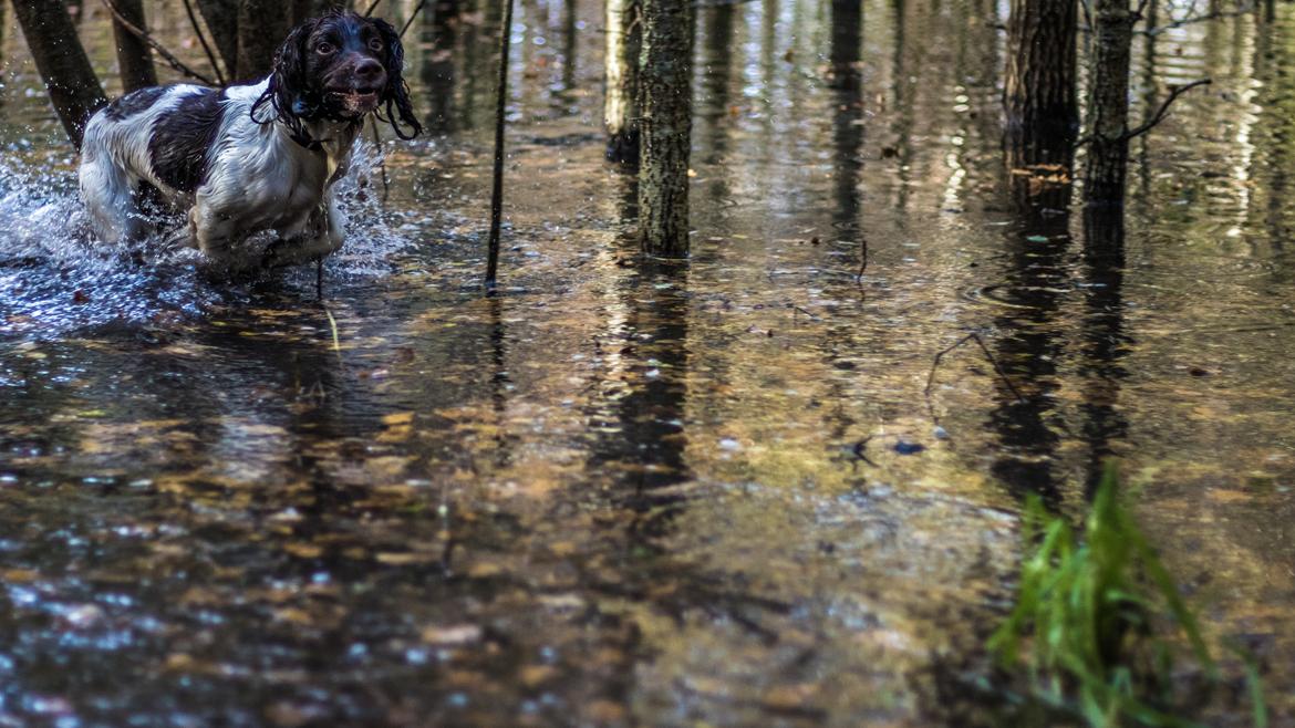 Engelsk springer spaniel Tjalfe billede 12