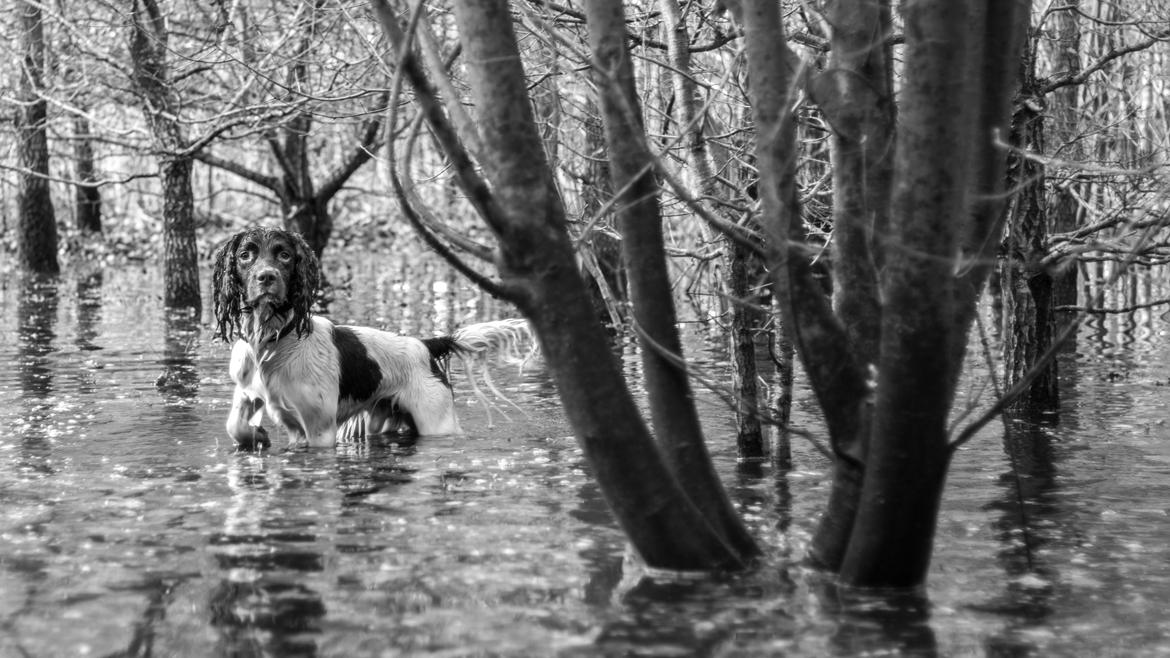 Engelsk springer spaniel Tjalfe billede 17