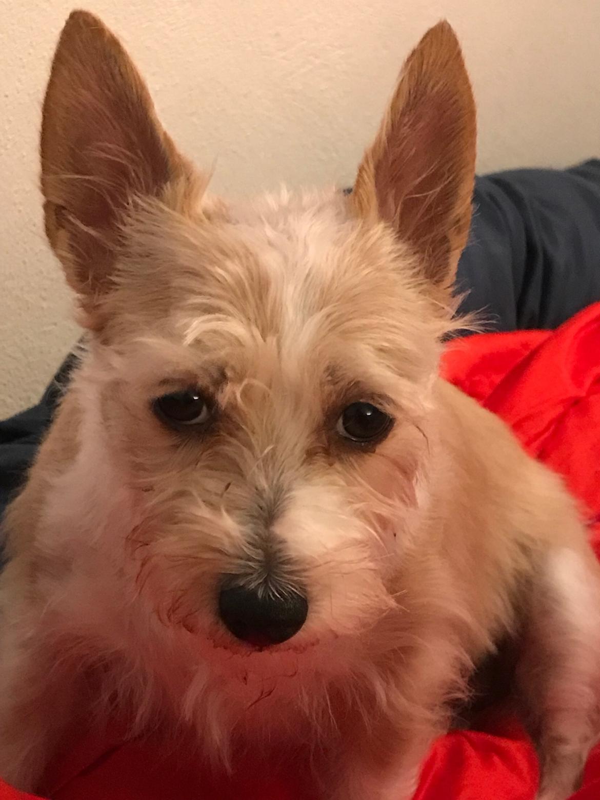 Podengo portugues pequeno Benzina Do Vale Negro Aka. Zina billede 19