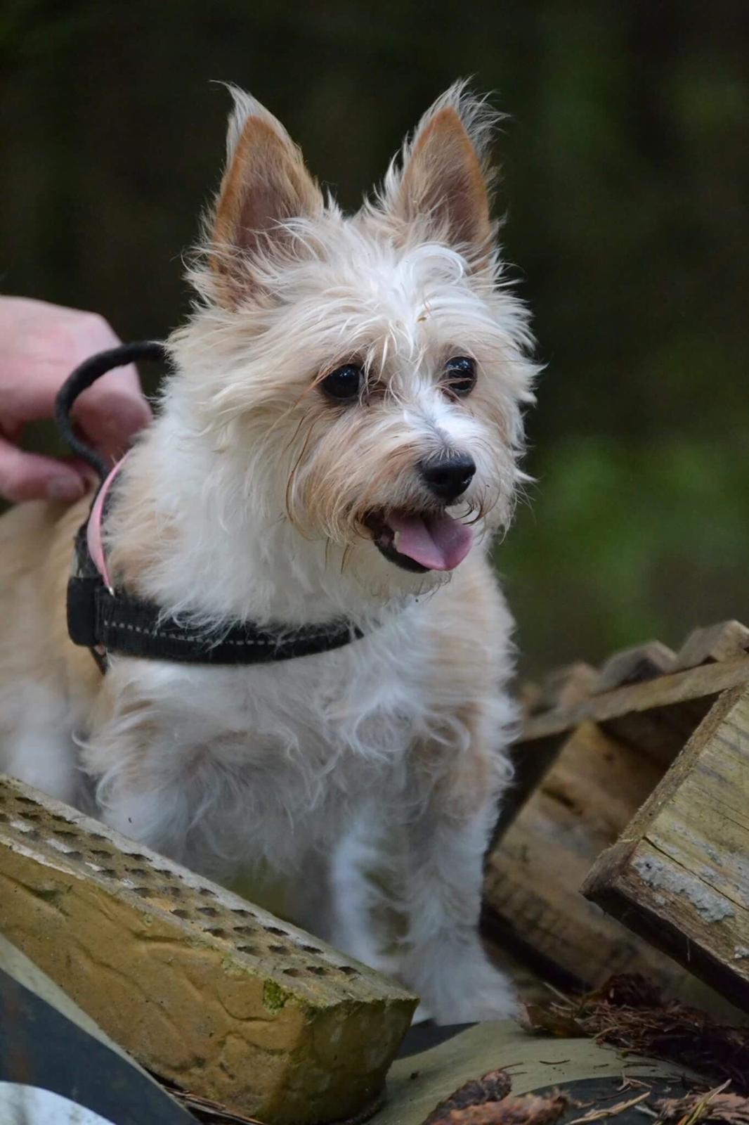 Podengo portugues pequeno Benzina Do Vale Negro Aka. Zina billede 20