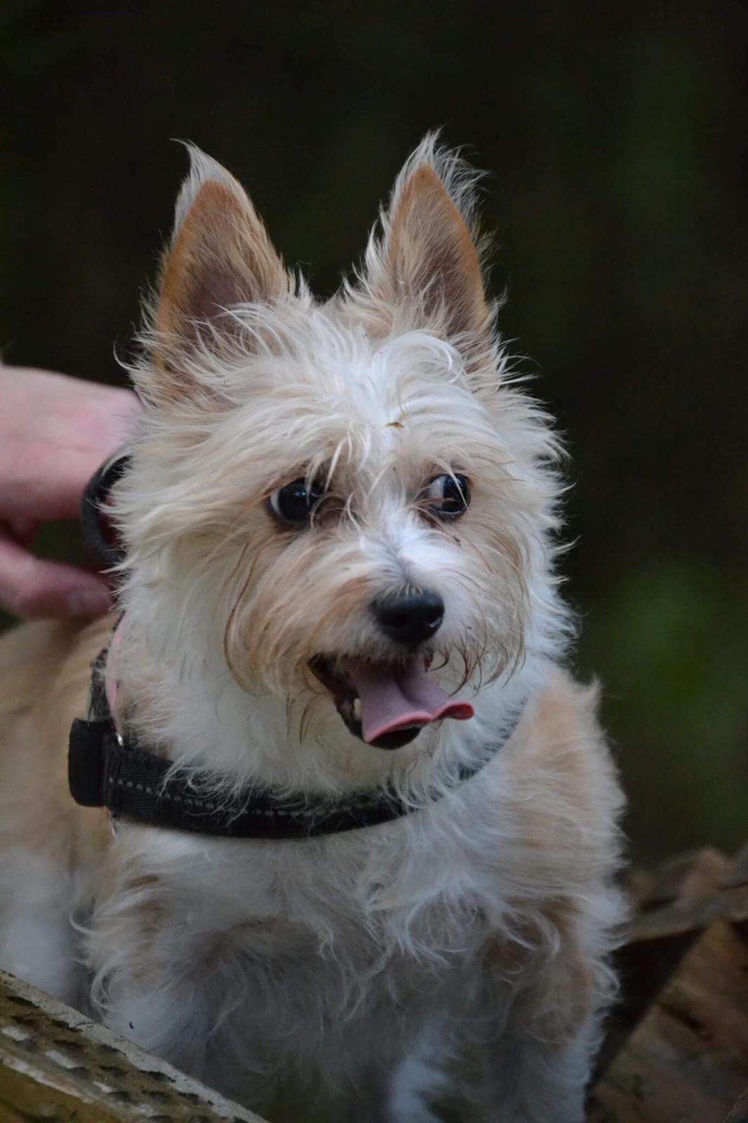 Podengo portugues pequeno Benzina Do Vale Negro Aka. Zina billede 21