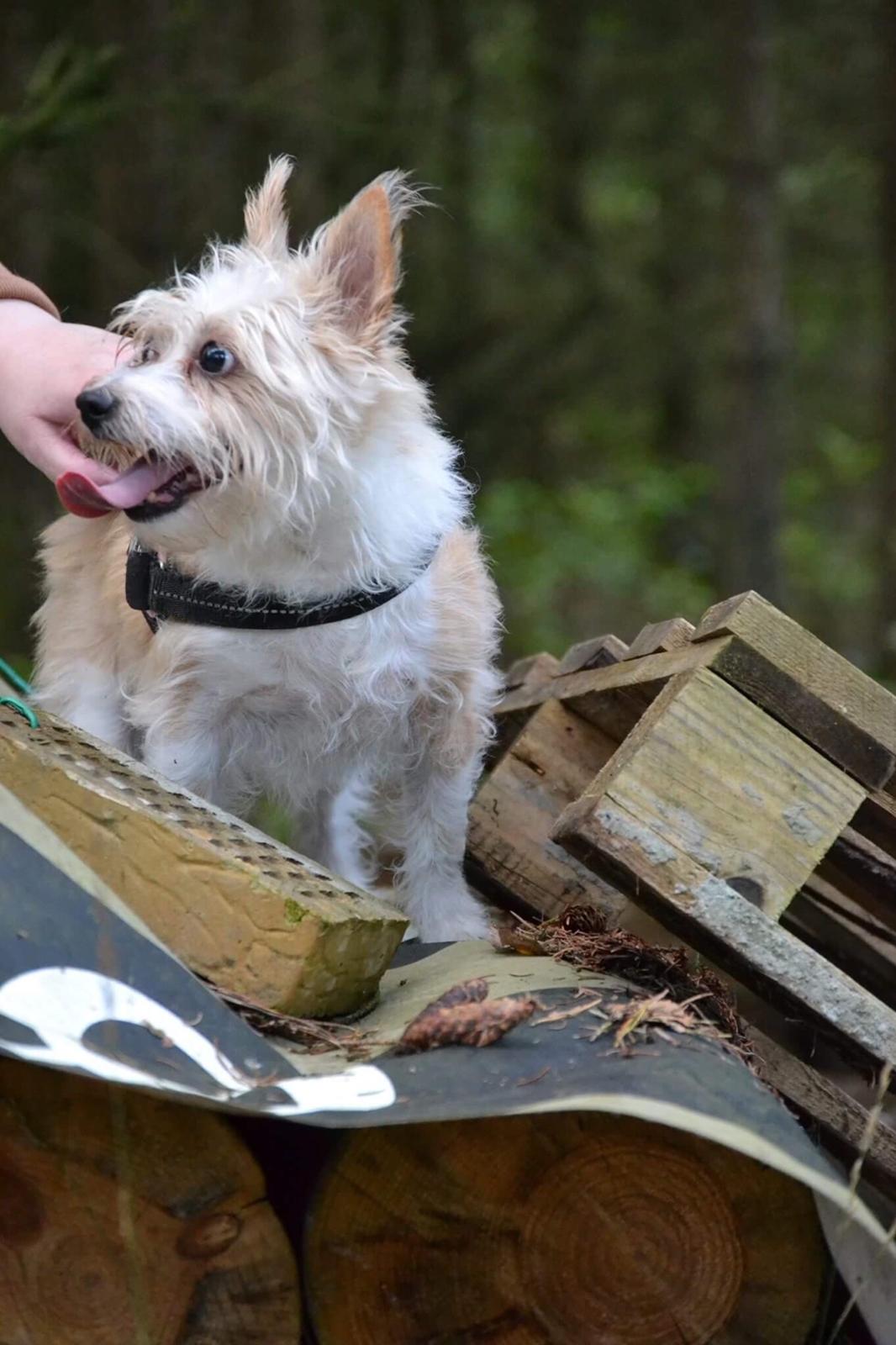 Podengo portugues pequeno Benzina Do Vale Negro Aka. Zina billede 22